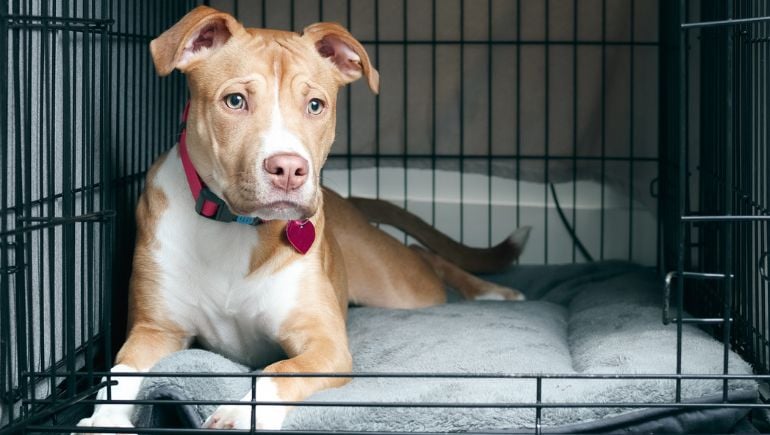 Large dog hotsell crates for pitbulls