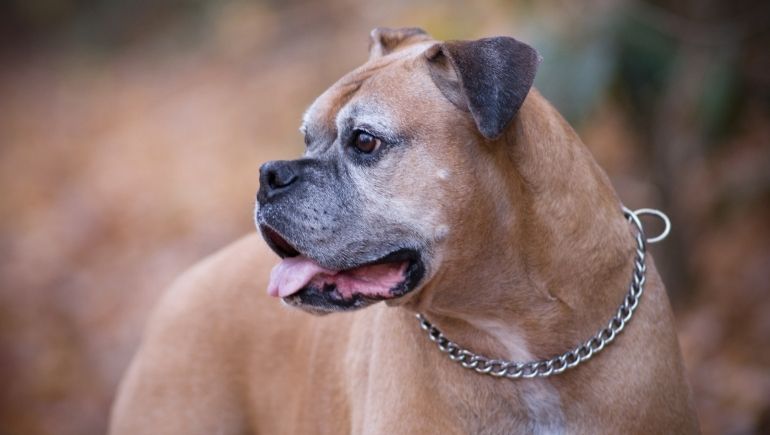 3 Reasons To Have a Durable Dog Collar for Your Dog