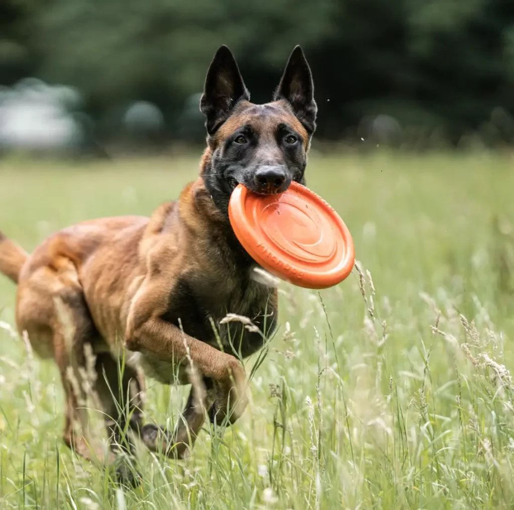 Herm Sprenger Flying Disc