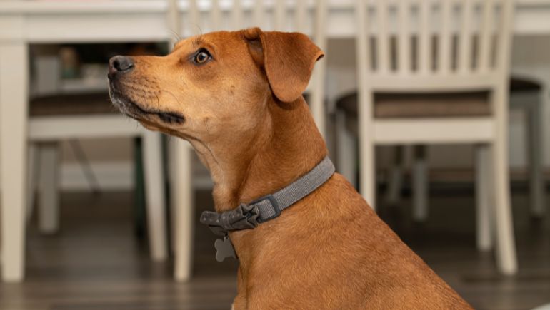 Using a training clearance collar on a puppy