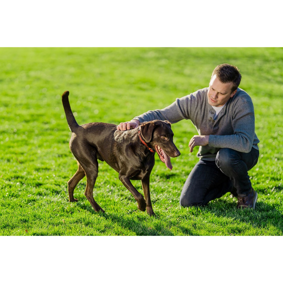 PetSafe PIF00-13663 Stay and Play Wireless Fence for Stubborn Dogs for sale  online