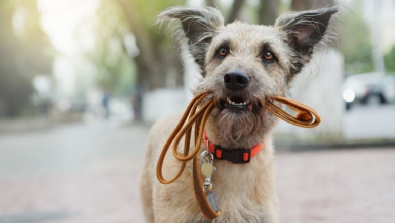 Tips for Getting Stinky Odors Out of Your Dog’s Collar