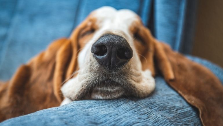 What To Know About Dogs and Sleep Apnea