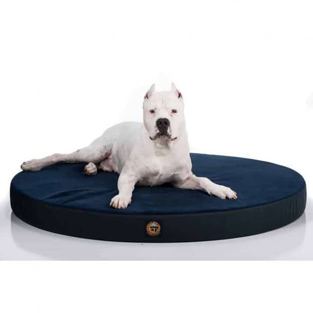 View of Orthopedic Foam Dog Beds at Gorilla Dog Beds