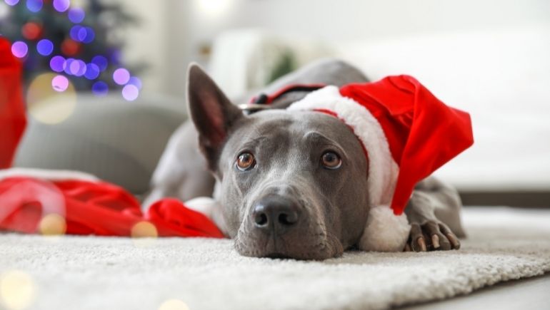 How To Keep Your Dog Calm During the Holidays