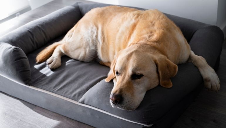 4 Ways You Can Give Your Dog the Best Sleep