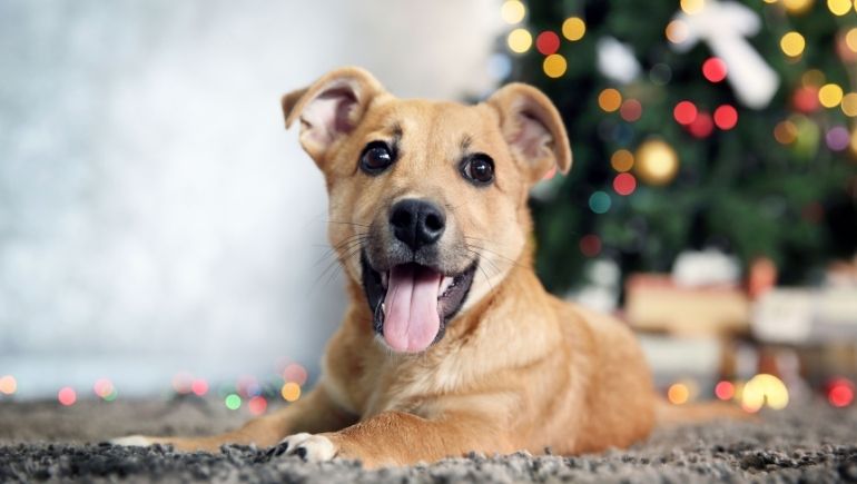 A Guide To Keeping Dogs Safe During the Holidays