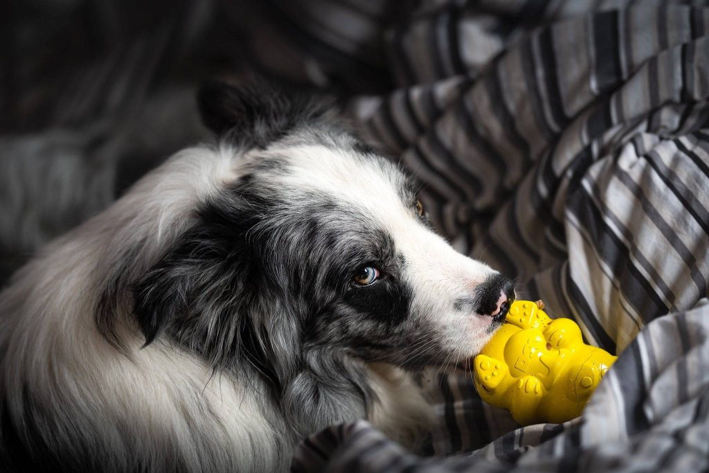 How Gorilla Dog Beds Helped My Anxious Aussie (and Saved My Sanity)