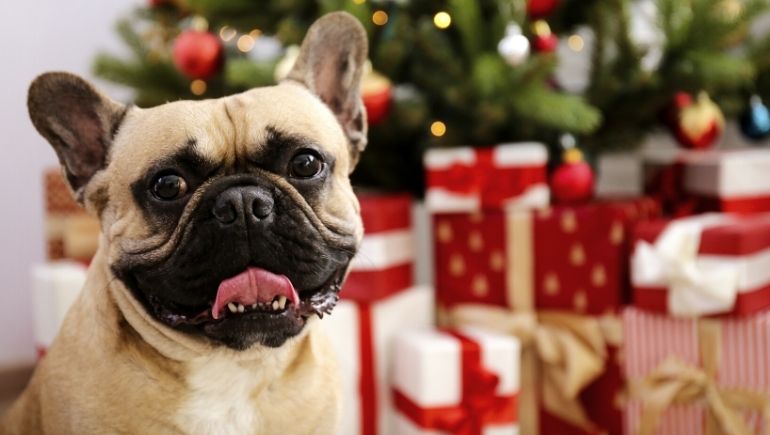 The Best Christmas Presents for Your Dog