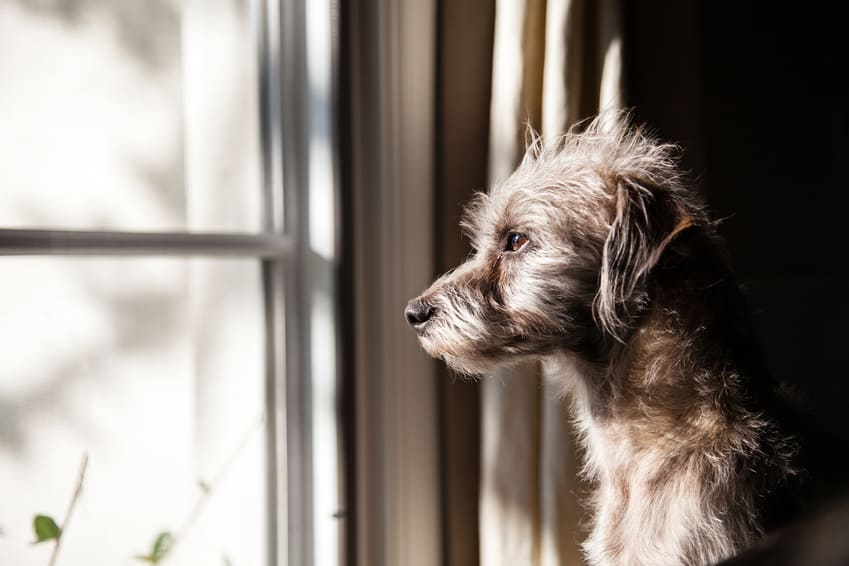 3 Ways to Ease Your Dog’s Separation Anxiety