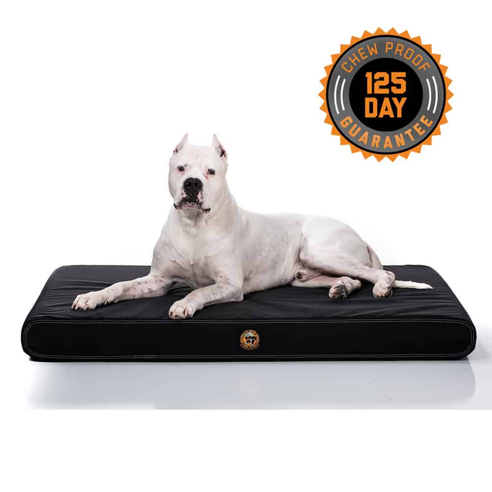 chew proof dog bed