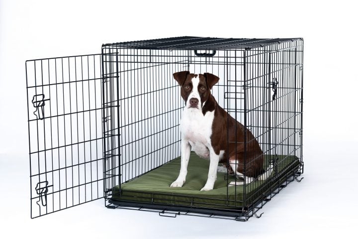 Chew Proof Armored™ Padded Elevated Dog Crate Bed