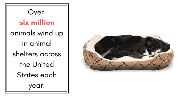 How Dog Bed Donations Can Make A Difference
