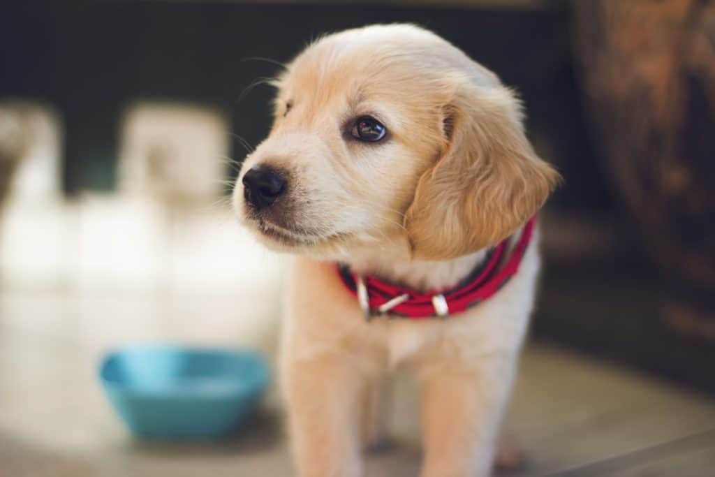 How Crate Training Can Teach Your Puppy To Be More Independent