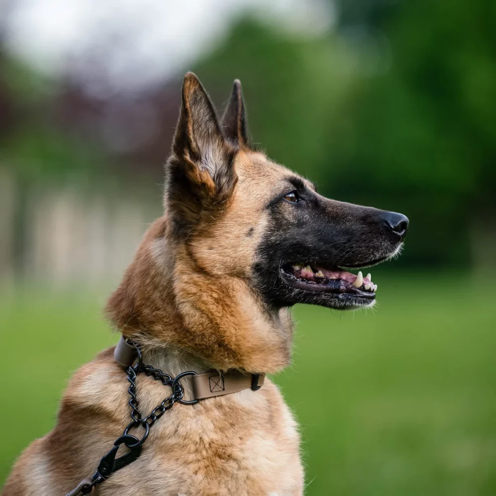 dog with biothane collar