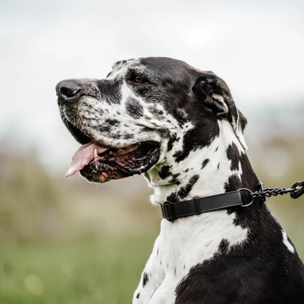 dog with biothane collar