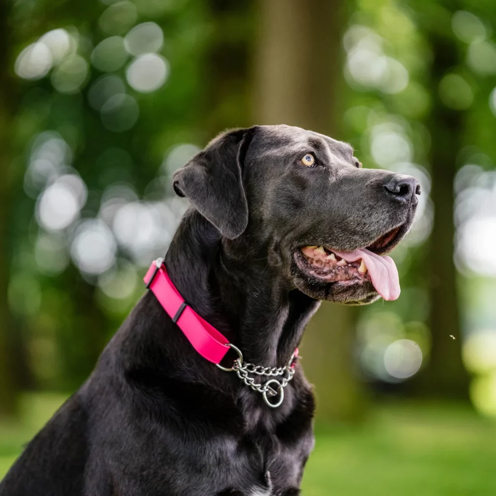 dog with biothane collar