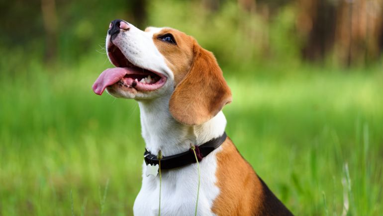 5 Signs It’s Time To Replace Your Dog’s Collar
