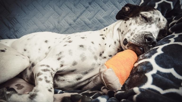 How To Make Your Dog More Comfortable After Surgery