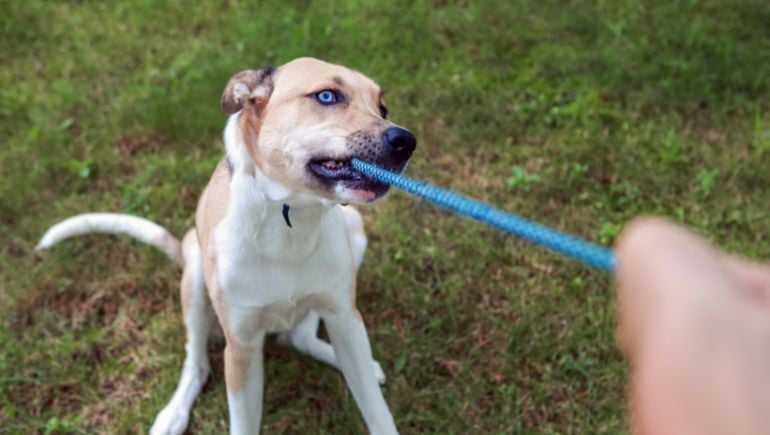 Get dog to stop biting leash sale