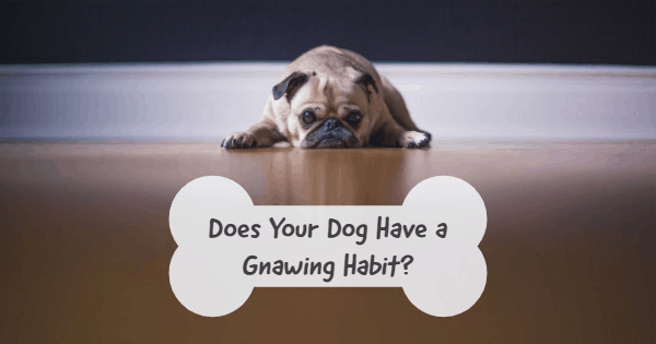 Does Your Dog Have a Gnawing Habit?