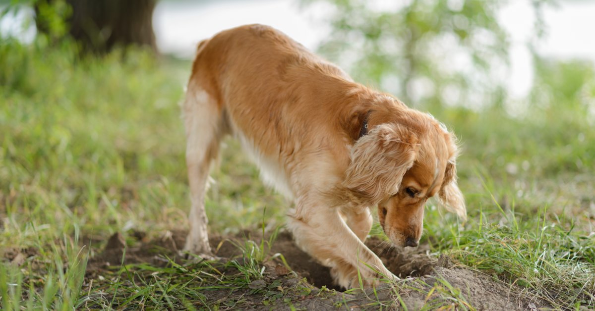 A golden-colored Cocker Spaniel is digging a hole in a grassy area. A tree appears blurry behind the dog.