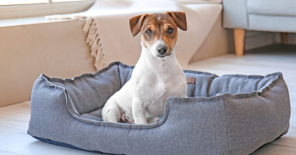 The Psychology of Colors in Dog Bed Selection