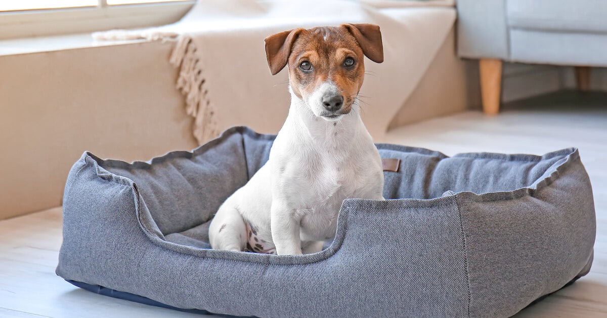 A small brown and white dog sitting in a blue-gray dog bed in front of large windows in a cozy living room.