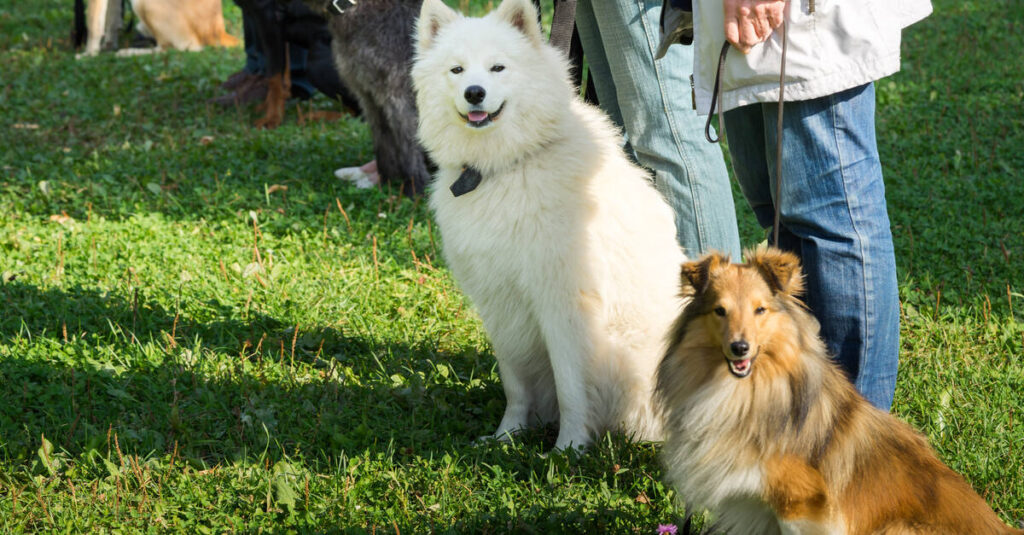 What Dog Groups Need Orthopedic Foam Beds?