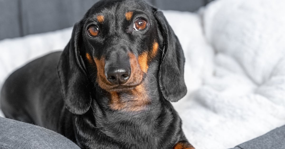 A black dachshund puppy lays in a gray nesting bed and rests its paws on the edge of the bed while looking at the camera.