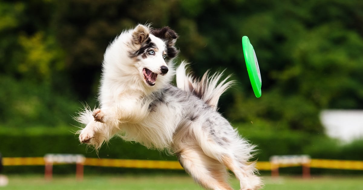 An Australian shepherd dog jumps into the air to catch a green frisbee while playing in the grass outside.