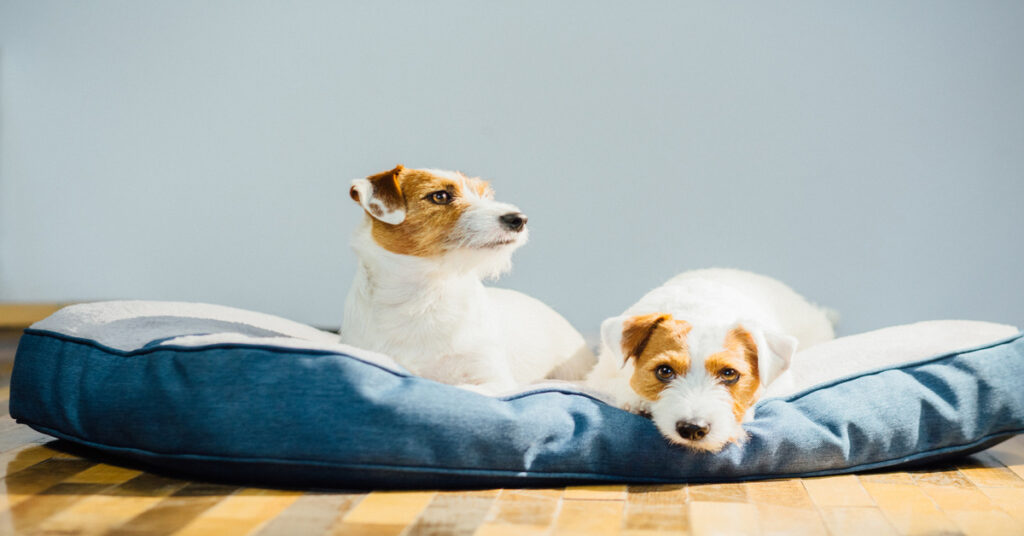Should Your Dogs Have Separate or Shared Beds?