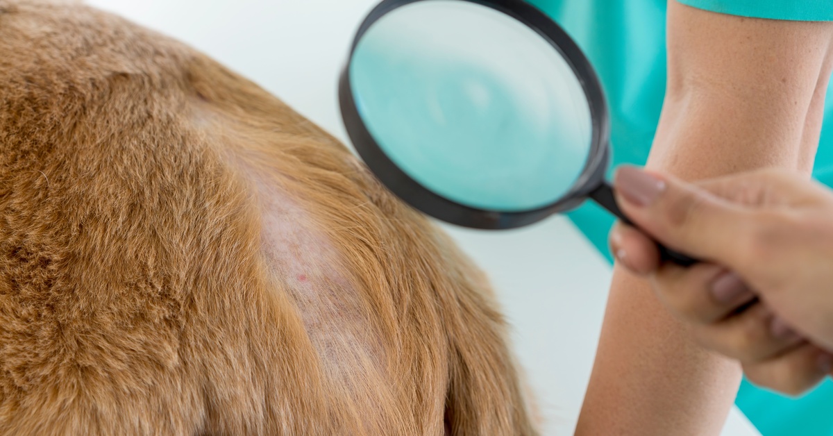 An orange dog's missing fur is exposing a hot spot being examined with a magnifying glass by a professional in scrubs.