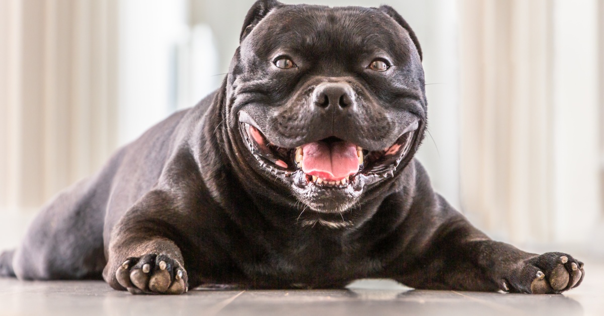 A large, stout black dog is panting and smiling with his tongue out. His feet stick out, and he's lying on his stomach.