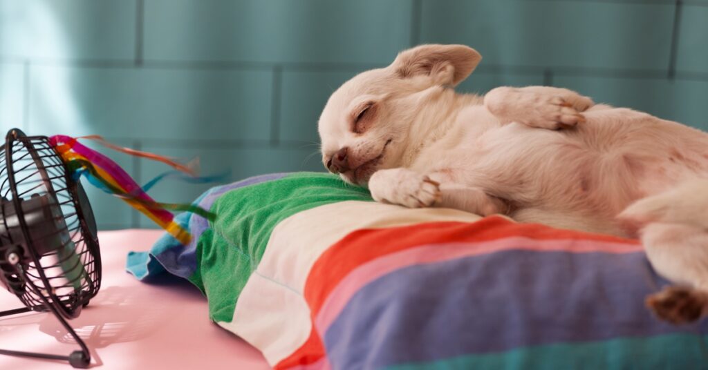 Cooling & Chew-Proof Dog Beds: Options for Hot Climates