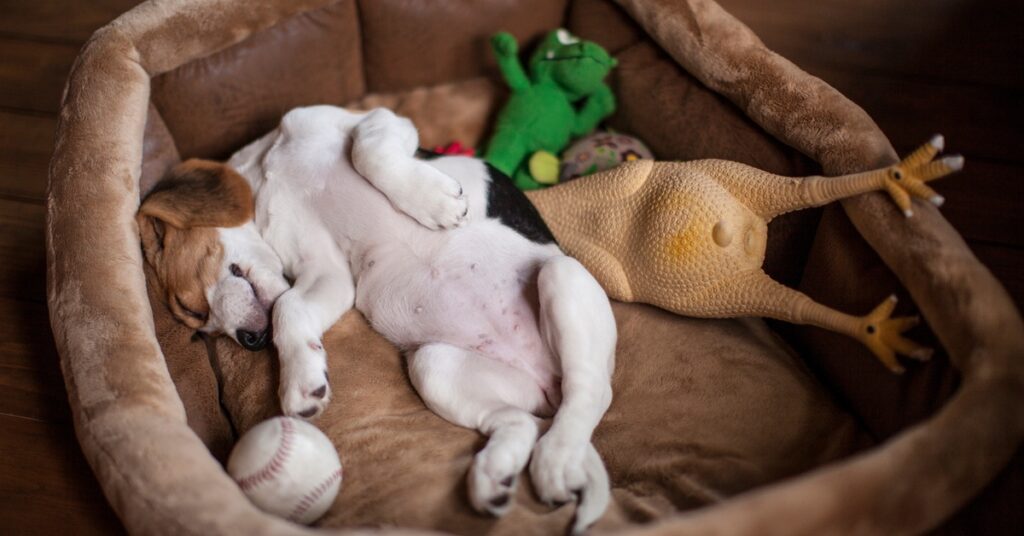 How To Choose a Durable Dog Bed That Will Last for Years