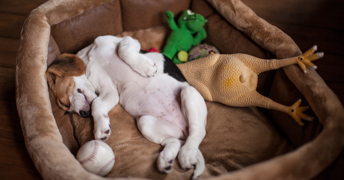 A small beagle puppy lays on his back with his stomach exposed while sleeping next to dog toys in a thick, silky dog bed.