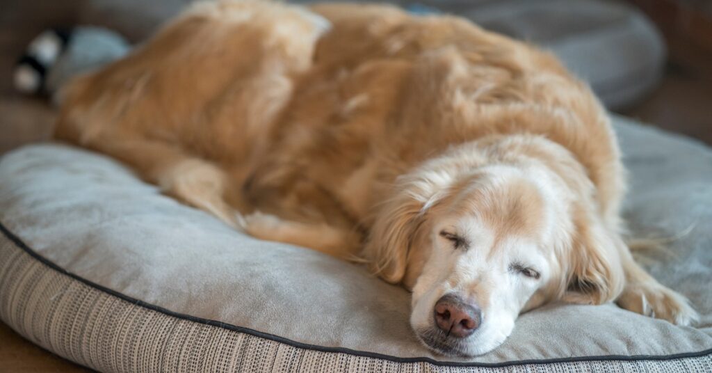 Top Extra-Large Therapeutic Dog Beds for Aging Pets