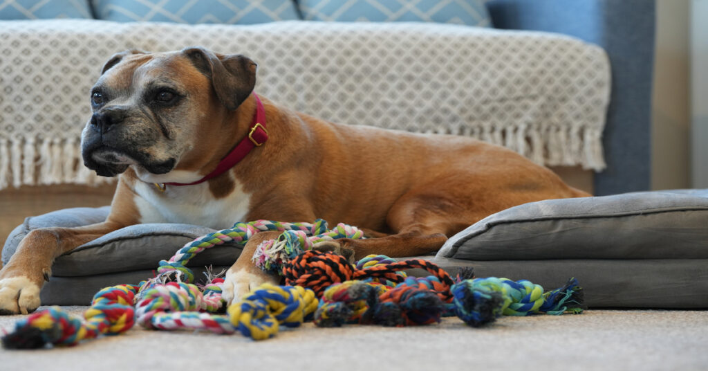 5 Ways To Keep Your Dog’s Bed Fresh and Clean