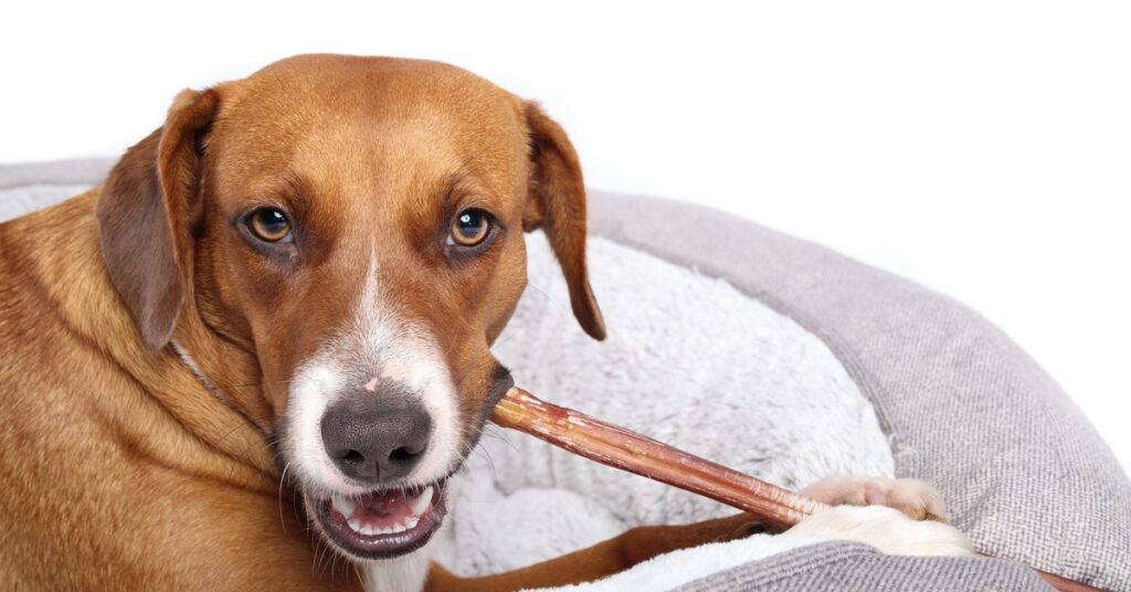 The Toughest Dog Beds That Can Take a Beating