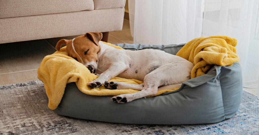 Dog Beds: How To Pick the Right Size & Material for Your Pup