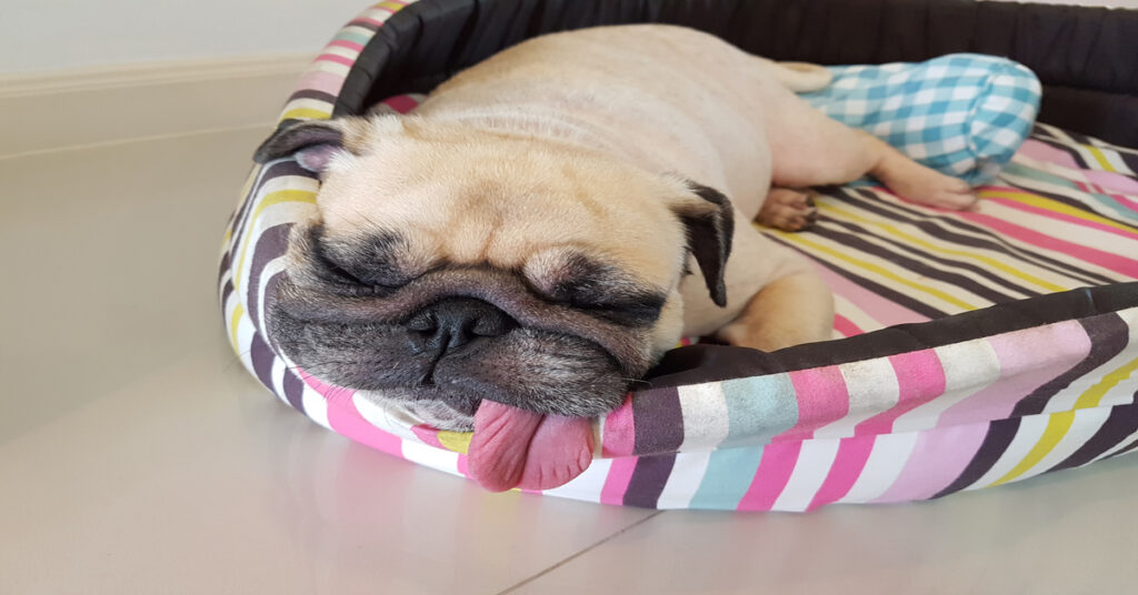 How To Tell if a Dog Bed Is Truly Durable Before You Buy