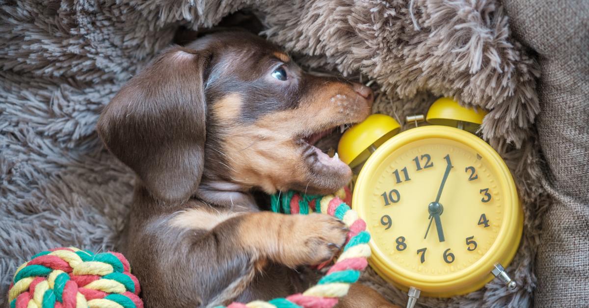 A little Dachshund puppy is lying in a dog bed with long, stringy fibers. He is chewing on a yellow clock and knot chew toy.