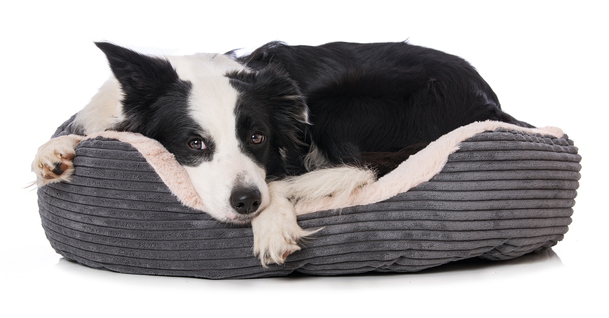 A black and white Border Collie relaxes in a gray ribbed dog bed with Sherpa lining, with a blank expression on its face.
