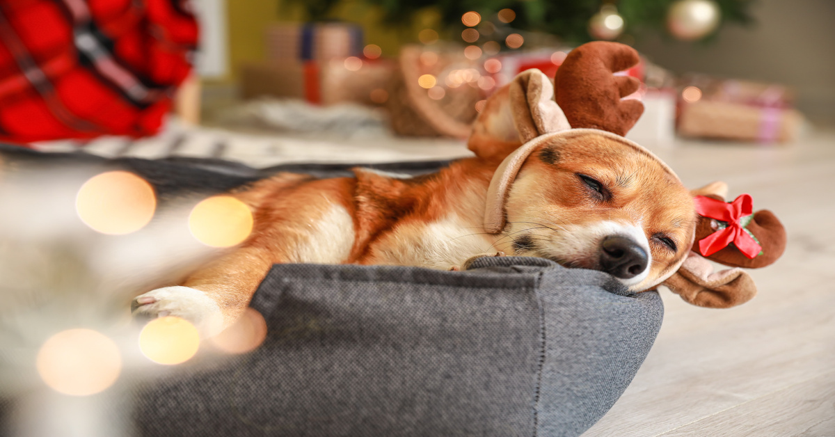 A corgi wearing reindeer antlers sleeps peacefully on a gray dog bed with Christmas decorations in the background.
