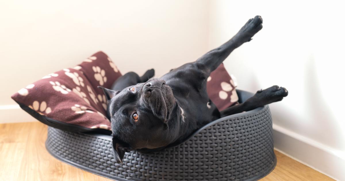 A Staffordshire Bull Terrier dog lies in a pet bed at an unusual angle with its legs stretched up towards the ceiling.