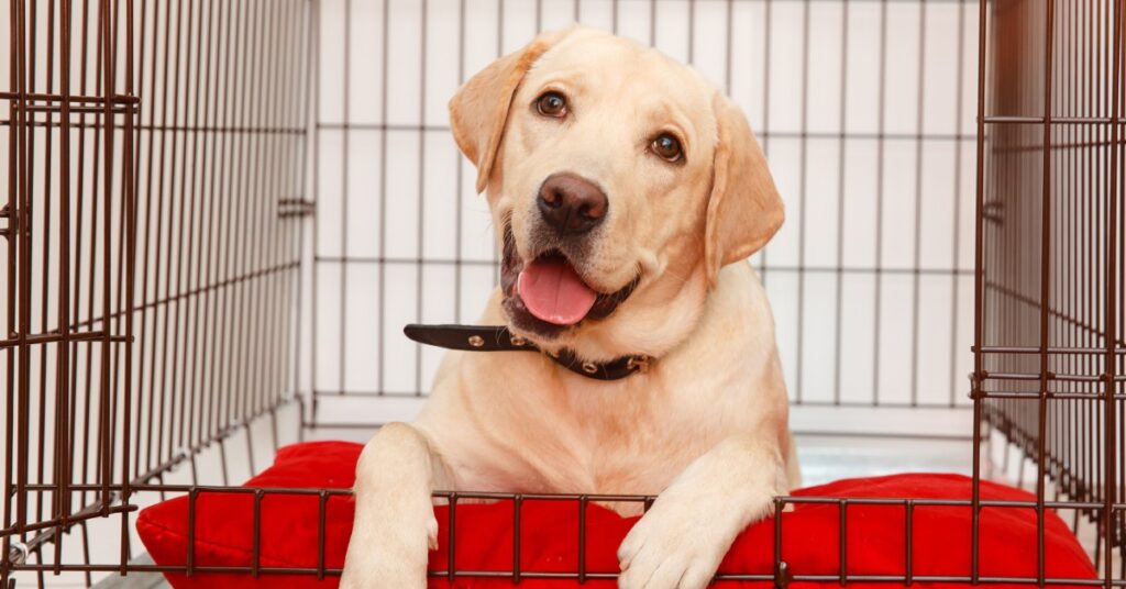 Why Chew-Proof Dog Beds Are Ideal for Kennels