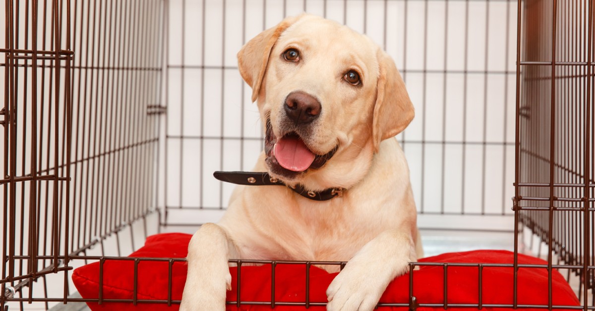A yellow Labrador retriever rests on a red dog bed inside a kennel crate with its paws draped over the edge and its tongue out.