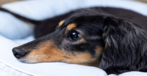 A black and tan dachshund rests comfortably on a white orthopedic dog bed, looking calm and relaxed.