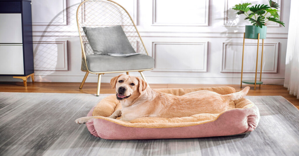 The Smart Dog Owner&rsquo;s Bed-Buying Checklist